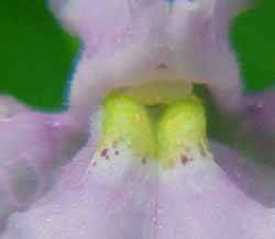 Monkeyflower (mimulus ringens)