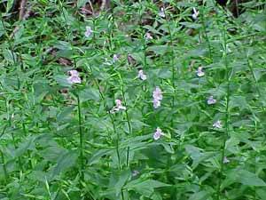 Monkeyflower (mimulus ringens)