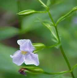 Monkeyflower (mimulus ringens)