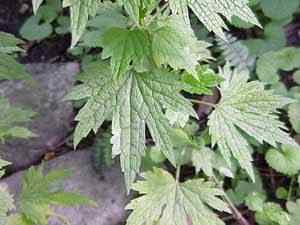 Motherwort