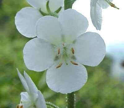 White Moth Mullein