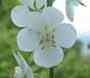 White Moth Mullein