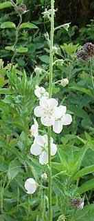 Moth Mullein White