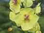 Yellow Moth Mullein