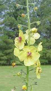 Moth Mullein Yellow