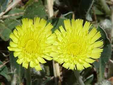 Mouse Eared Hawkweed