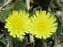 Mouse Eared Hawkweed