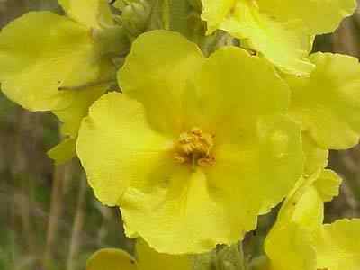 Common Mullein