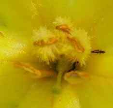 Common Mullein