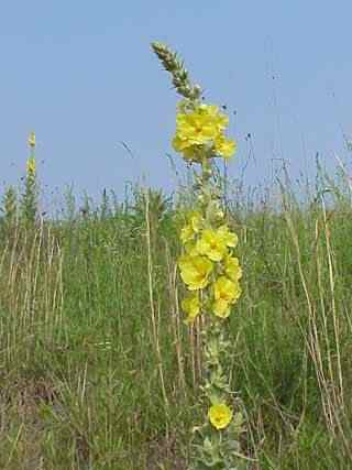 Common Mullein