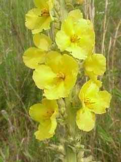 Common Mullein