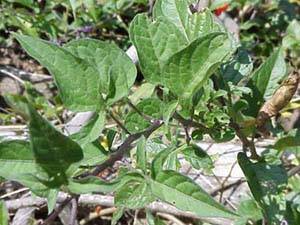 Nightshade Leaves