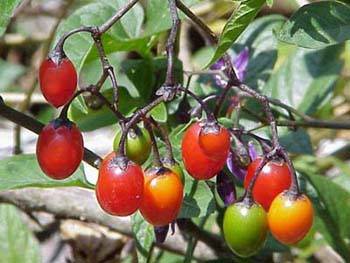 Nightshade Fruit