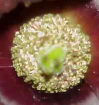 Pawpal Flower center