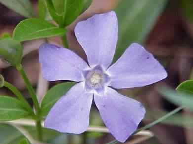 Periwinkle