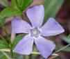 periwinkle