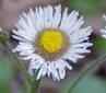 Philadelphia Fleabane