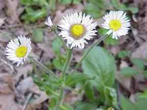 Common Fleabane