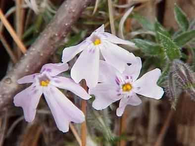 Moss Phlox