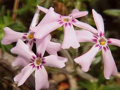 Moss Phlox