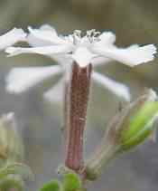 Wild Pink side view