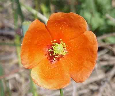 Field Poppy