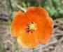 Field Poppy