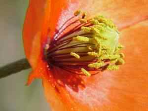 Field Poppy