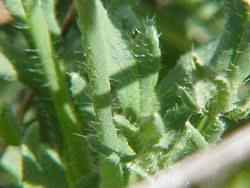 Hairs on poppy stem