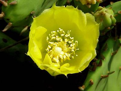 Prickly Pear Cactus