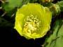 Prickly pear Cactus