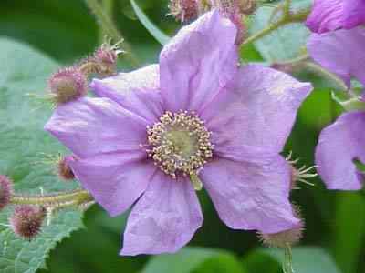 Purple Flower Raspberry