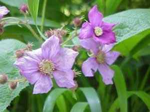 Purple Flowering Raspberry