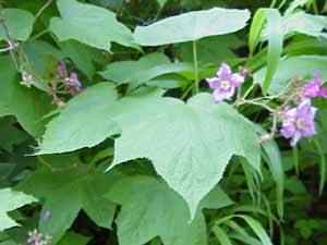 Purple Flowering Raspberry