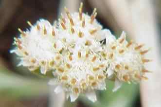 Dutchman Breeches Root