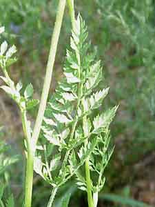 Divided leaf of Queen Anne's Lace