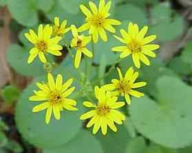 Golden Ragwort