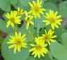 Golden Ragwort