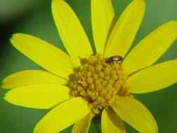 Golden Ragwort