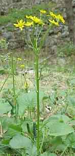 Golden Ragwort