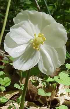 Mayapple