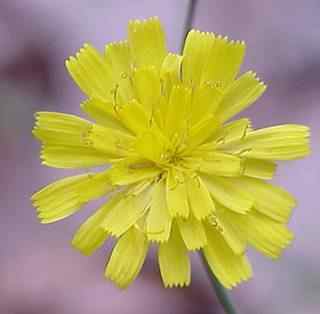 Rattlesnake Weed