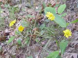 Rattlesnake weed