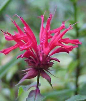 Red Bee Balm