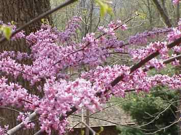 Redbud