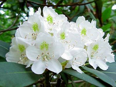 Great Rhododendron