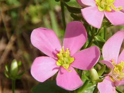 Rose pink (Sabstia angularis)