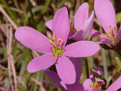 Rose pink (Sabstia angularis)