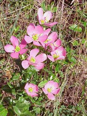 Rose pink (Sabstia angularis)