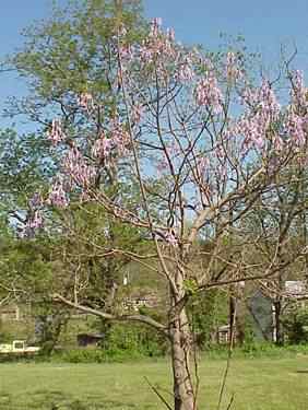 Royal Arbutus